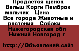 Продается щенок Вельш Корги Пемброк мальчик › Цена ­ 65 000 - Все города Животные и растения » Собаки   . Нижегородская обл.,Нижний Новгород г.